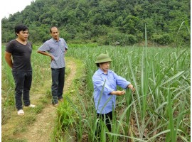 <p>KT t&igrave;nh h&igrave;nh s&acirc;u bệnh hại m&iacute;a</p>
